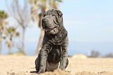 SHAR-PEI 704